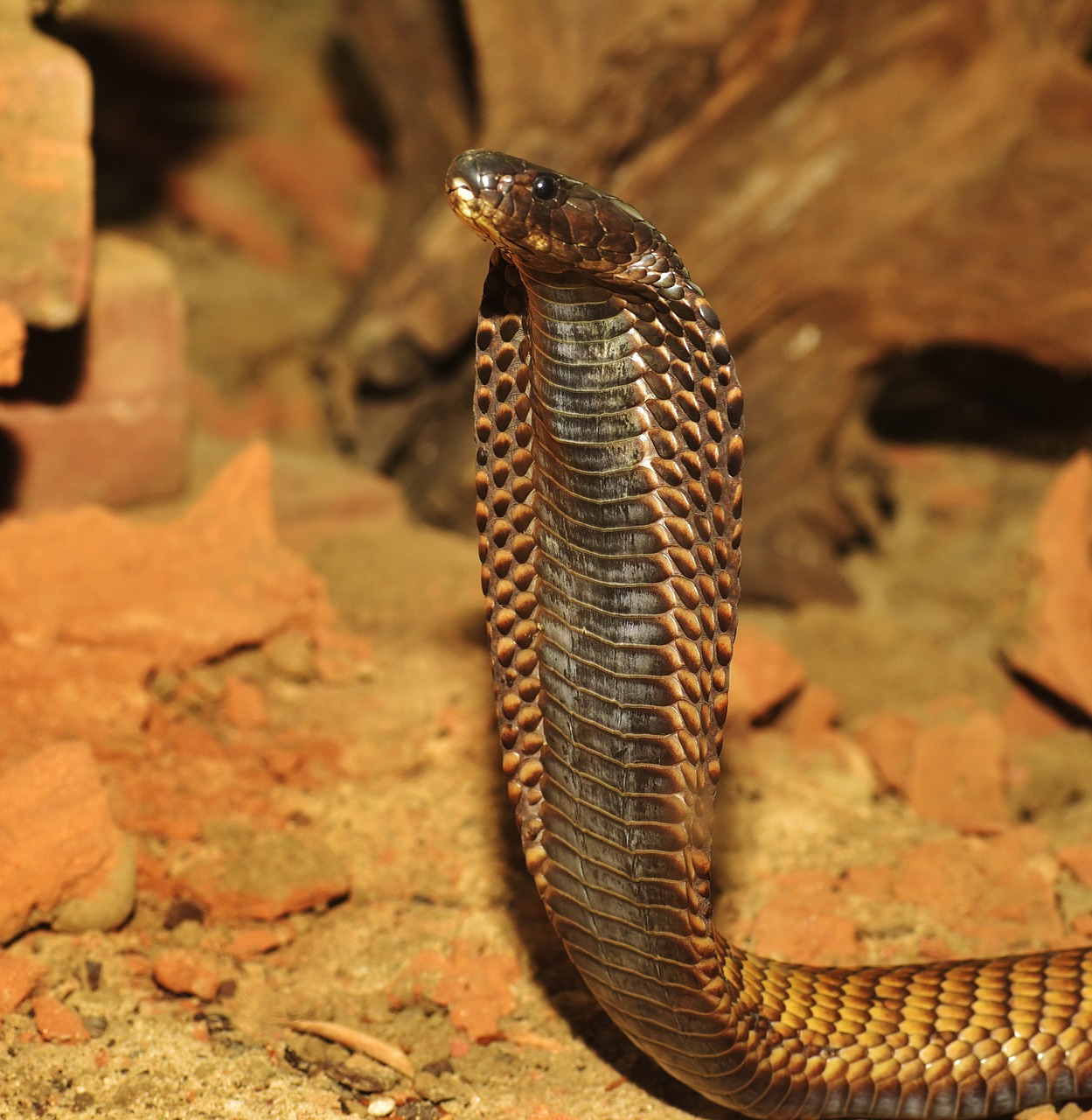 Co warto wiedzieć o jadowitych wężach?